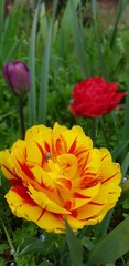 Tulipe