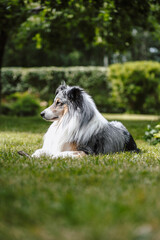 Rare Blue merle shetland sheepdog in green garden.
