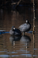 American Coot couple