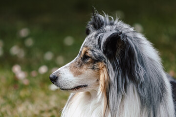 Rare Blue merle shetland sheepdog in green garden.
