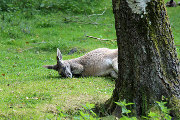 Kangaroo sleaping behind tree