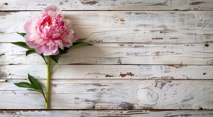 Fototapeta premium Pink Peony Flower on Weathered White Wooden Background