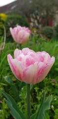 Tulipe