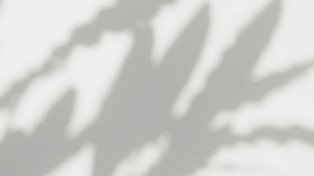 Abstract silhouette shadow white background of natural leaves tree branch falling on wall. Transparent overlay blurry leaf in morning sun light