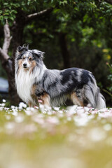Rare Blue merle shetland sheepdog in green garden.