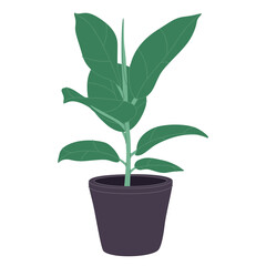 High tall houseplant growing in floor planter. Green house, home decoration with leaves. Indoor interior ficus.