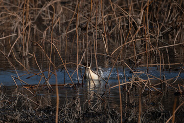 Northern Pintail splashing around