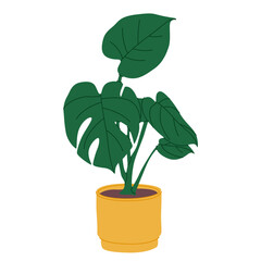 Monstera plant growing in pot. Indoor green-leaf houseplant in planter. Foliage home decor with holes in leaves.