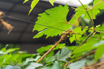 The grape vine tendrils hold onto the wire and rope gardening concept