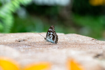 Beautiful butterfly in nature Pang Sida national park Sa Kaeo Province, Thailand.