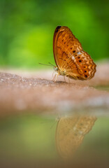 Beautiful butterfly in nature Pang Sida national park Sa Kaeo Province, Thailand.