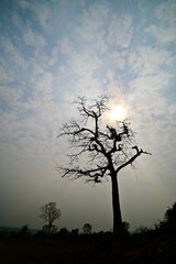 Silhouette of leafless tree on sunny, cloudy sky background.