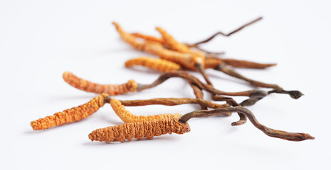 Cordyceps sinensis or Ophiocordyceps sinensis isolated on white background, mushroom herb treatment medicine.