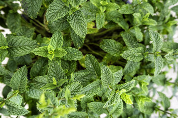 Mint plants in nature © celiafoto