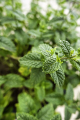 Mint plants in nature