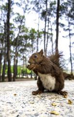 Fototapeta premium Squirrel eating in the forest