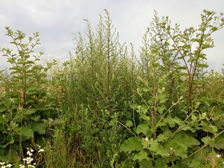 Big green burdocks and quinoa on an overgrown field. Harmful plants in the fields. Many green tall plants in the field.