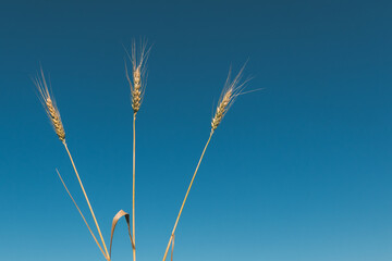 Close up of ripe ears of wheat against a beautiful blue sky. Selective focus.