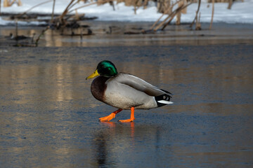 Mallard walking on ice