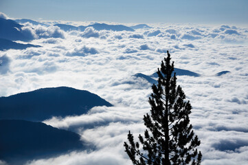 Pine in the way to the Pedraforca summit, above a sea of clouds (Berguedà, Catalonia, Pyrenees, Spain)