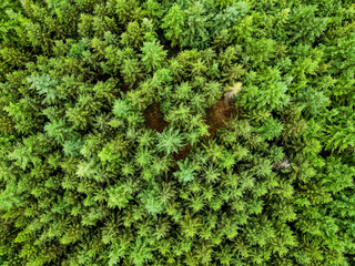 Aerial photo capturing the lush green forest canopy, showcasing the dense and vibrant foliage from above.