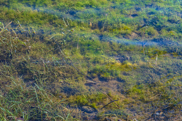 A shallow puddle. The ground is covered with algae. Stagnant water surface. Environmental awareness background.