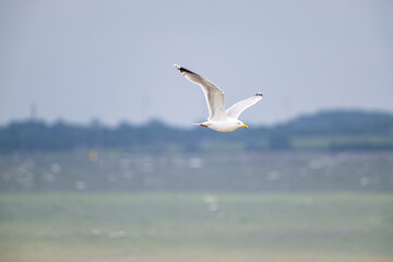 Fototapeta premium Silbermöwe im Flug, larus argentatus,