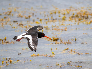 Austernfischer im Flug, Haematopus ostralegus)