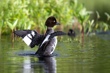The smew is a species of duck, female on the lake in finnish taiga
