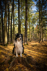 Obraz premium Autumn portrait of border collie in leaves. He is so cute in the leaves. He has so lovely face. 
