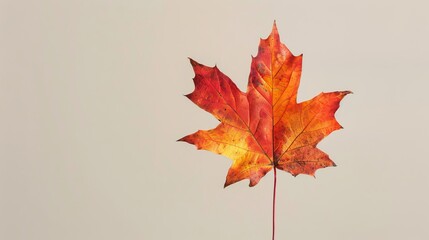 Autumn banner with a lonely maple leaf on a light background.