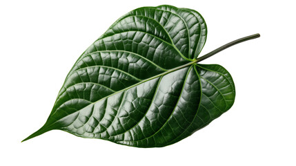 Obraz premium leaves isolated on white background