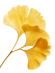 Naklejka premium yellow maple ginkgo leaves