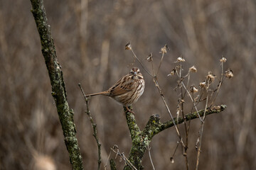 Song Sparrow on a branch 