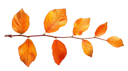 Obraz premium Autumn bunch of tree branches isolated on white background