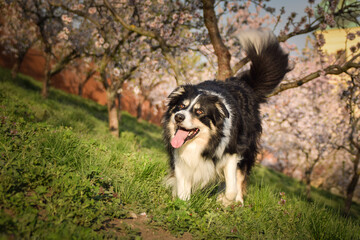 Spring photo of border collie, who is running in nature. Flowering trees in the Prague	