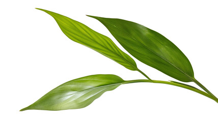 Green leaves isolated on white background