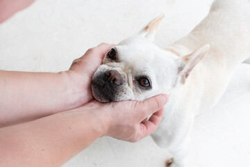 Human hands holding adorable dog face. Funny dog's face. Friendship of dog and human.