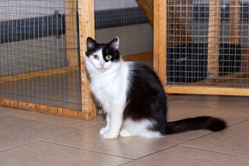 A black and white colored feline creature seated near a compartment