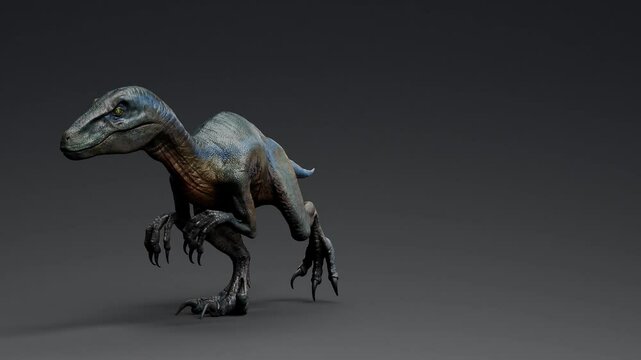Hybrid Velociraptor Walking Roar to Call Animation, 3d render video