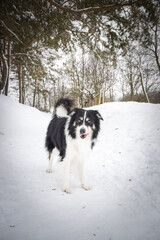 Border collie is standing in the snow. Winter fun in the snow.	