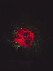 red rose on black