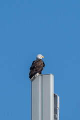 American Bald Eagle