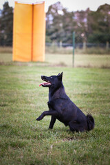 Summer portrait of dog. He is so cute in the nature. He has so lovely face	
