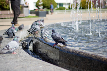 Obraz premium City birds leisurely drink water from fountain with beaks and wings spread
