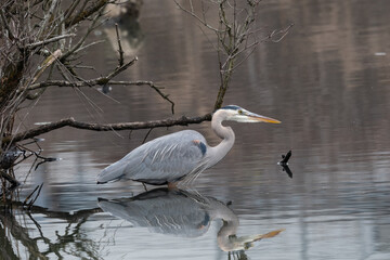 Great Blue Heron
