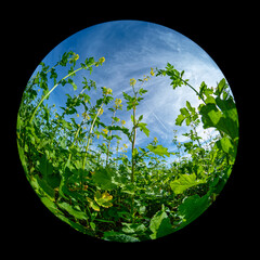 Green rape with yellow blossom with fish-eye distortion meadow