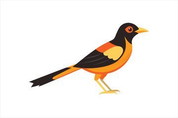 A beautiful Oriole bird Vector artwork illustration 