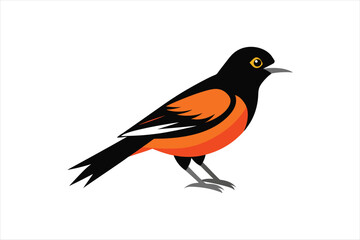 A beautiful Oriole bird Vector artwork illustration 