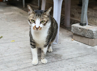 close up of a tabby stray cat kitten pet animal on the ground not looking at the camera